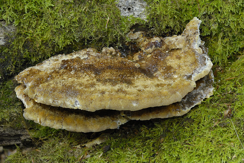 Inonotus cuticularis